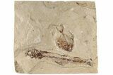 Cretaceous Fish (Diplomystus & Charitosomus) Fossils - Lebanon - #200280-1